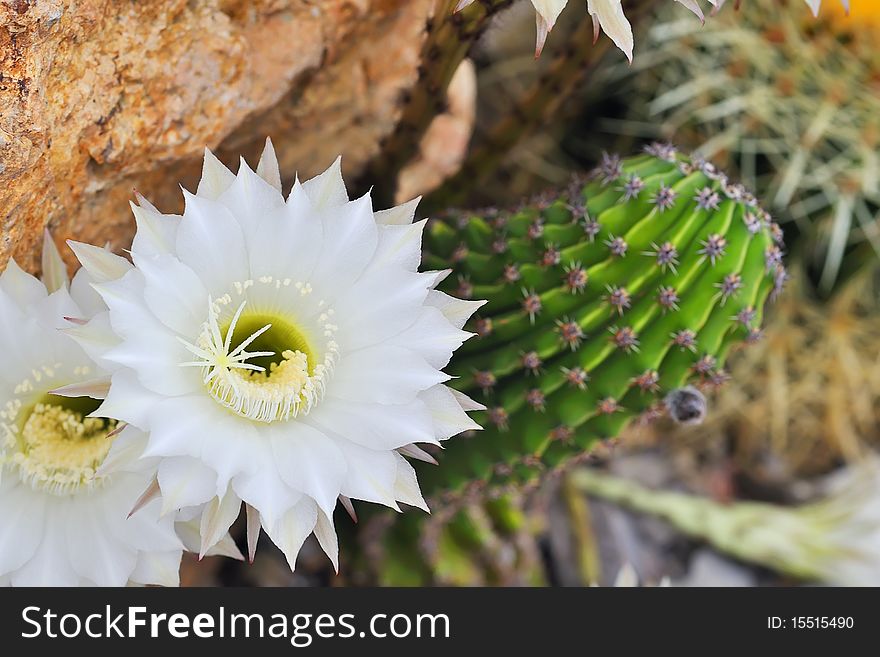 Cereus cactus flower details in garden in summer time