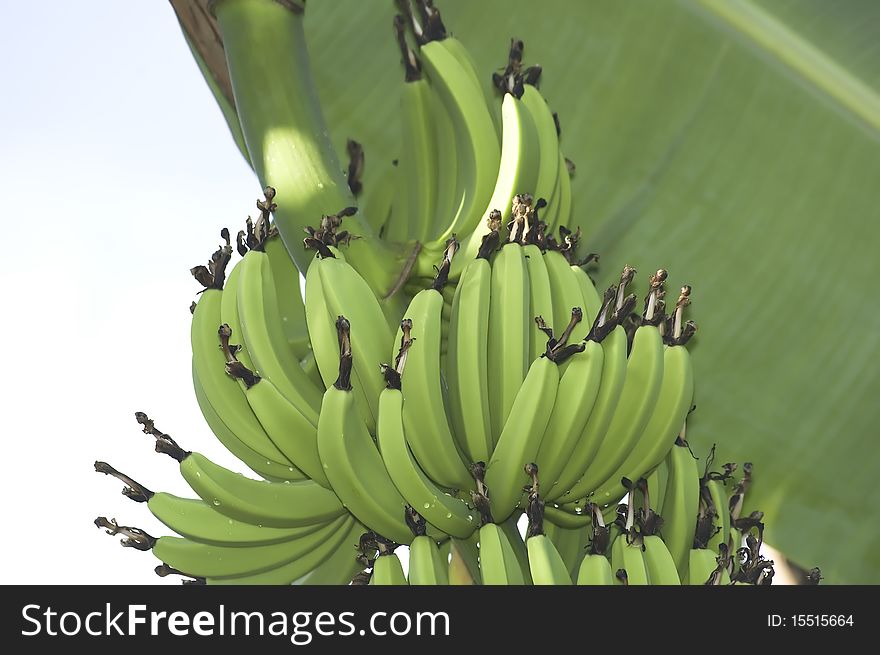 Green bananas