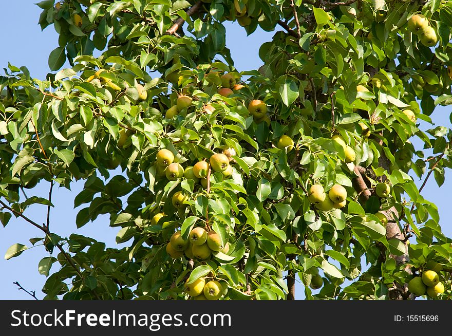 Pear tree with fruits over sky. Pear tree with fruits over sky