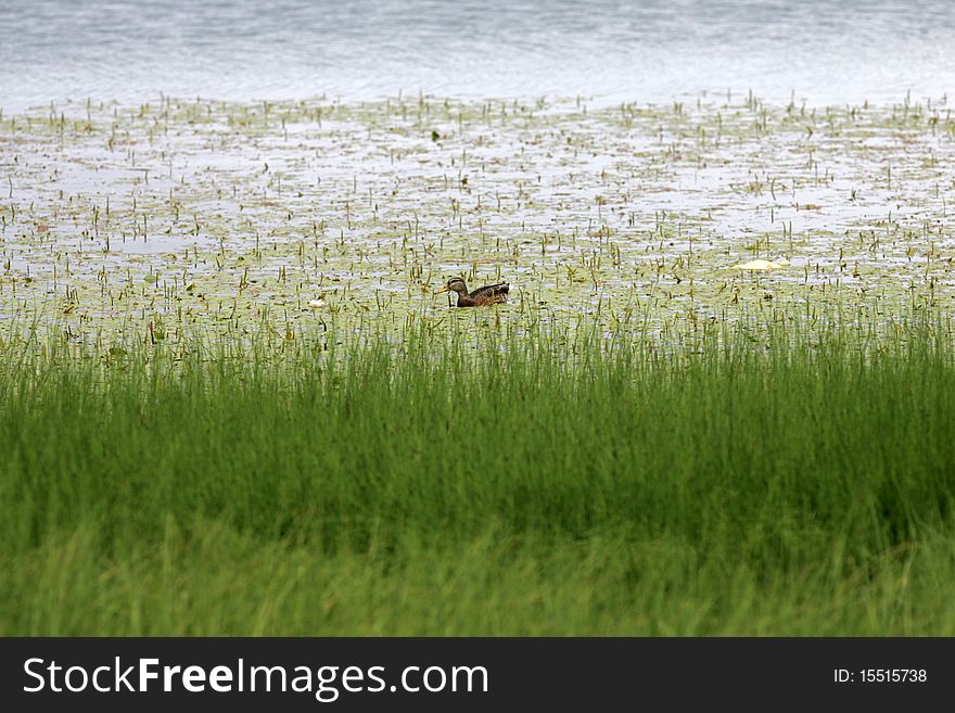 Water plants and wild duck on lake surface. Water plants and wild duck on lake surface