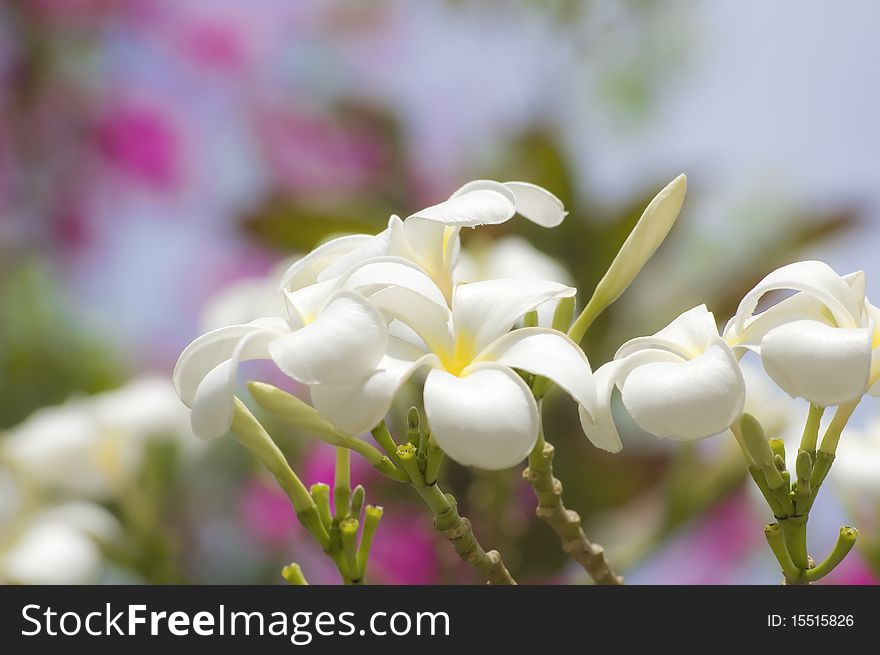 Glorious Frangipani Or Plumeria Flowers