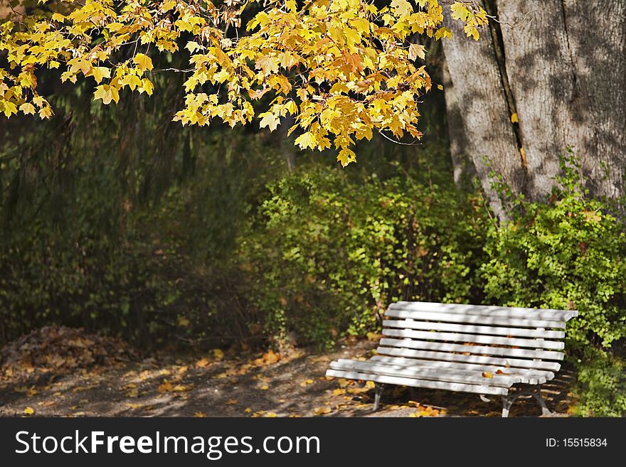 Bench in park on sunny autumn day bellow the tree horizontal. Bench in park on sunny autumn day bellow the tree horizontal