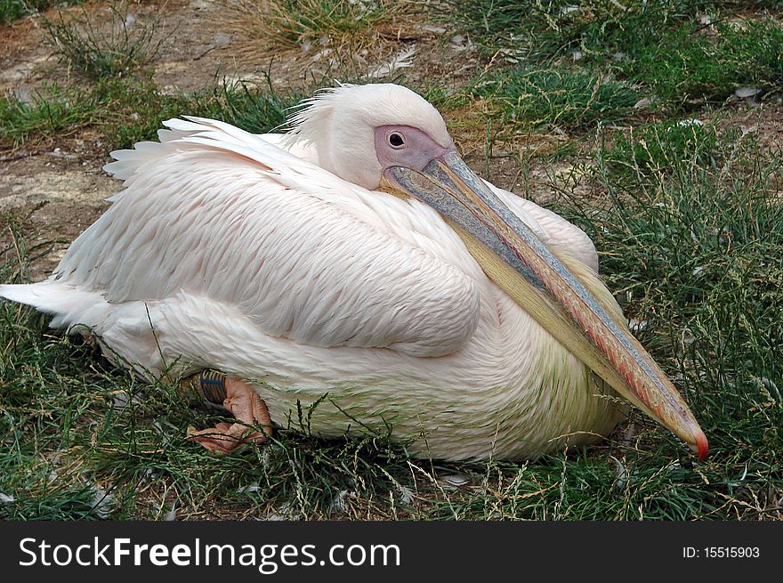 Adult white pelican in the grass