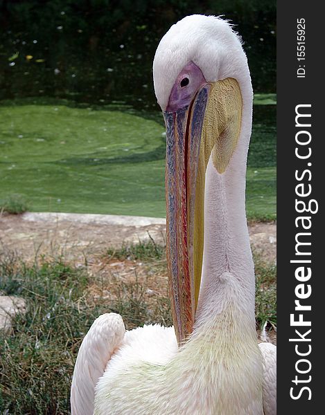 Adult white pelican in the grass