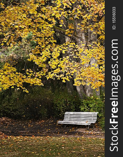 Bench in park on sunny autumn day bellow the tree vertical. Bench in park on sunny autumn day bellow the tree vertical