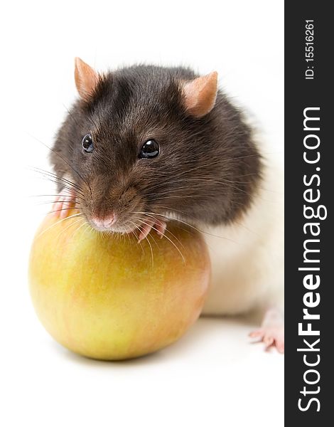 Home Rat With Apple