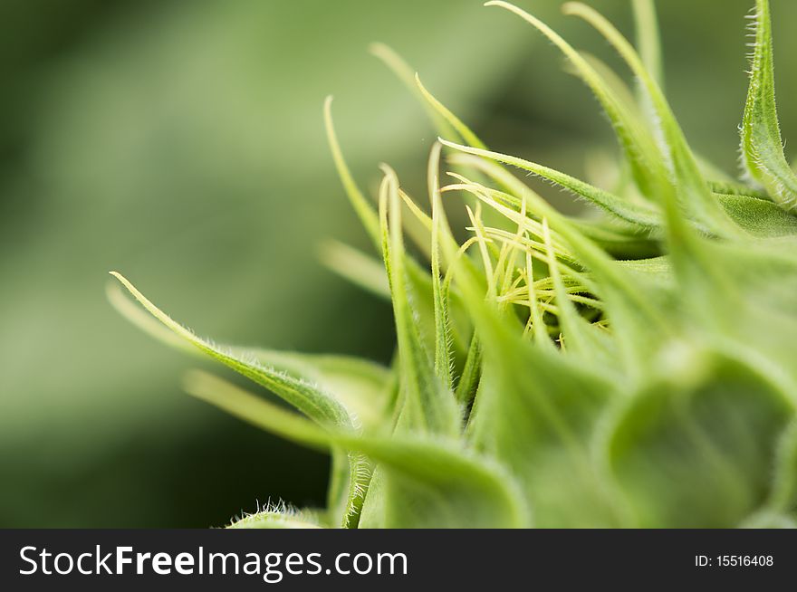 Green Sunflower