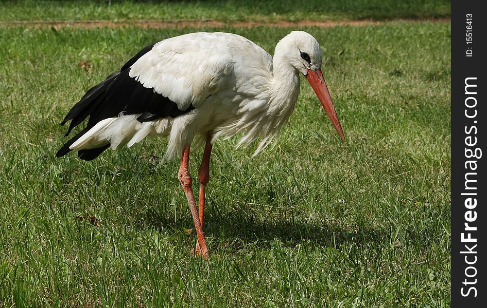 Large stork walking on a natural green grass. Large stork walking on a natural green grass