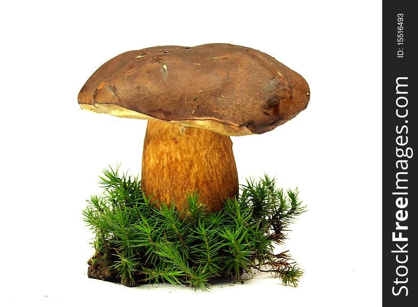 Studio photo of isolated cep with moss on white background