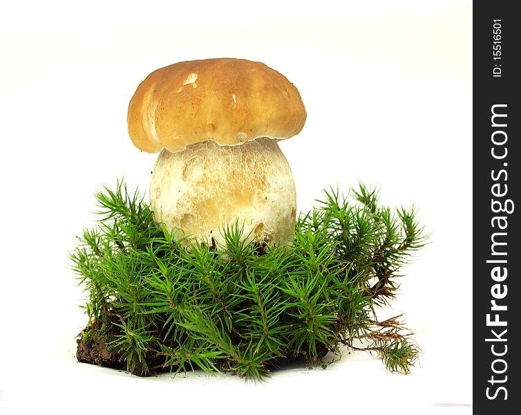 Studio photo of isolated cep with moss on white background