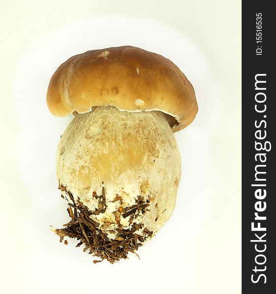 Studio photo of isolated cep on white background