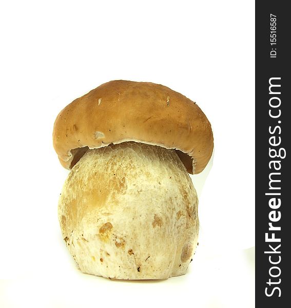 Studio photo of isolated cep on white background