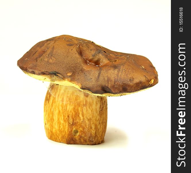 Studio photo of isolated cep on white background