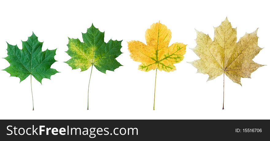 Four autumn leaflets are isolated on a white background. Four autumn leaflets are isolated on a white background