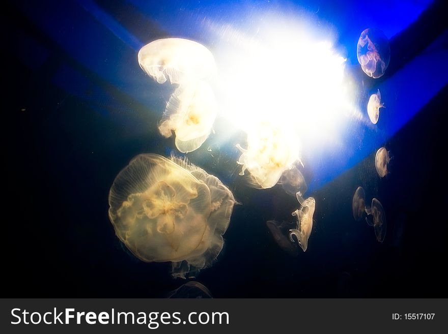 Jellyfish in an aquarium with light punch through