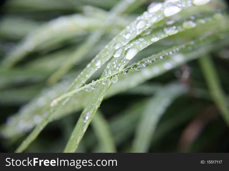 Macro photo of water droplets on grass. Macro photo of water droplets on grass