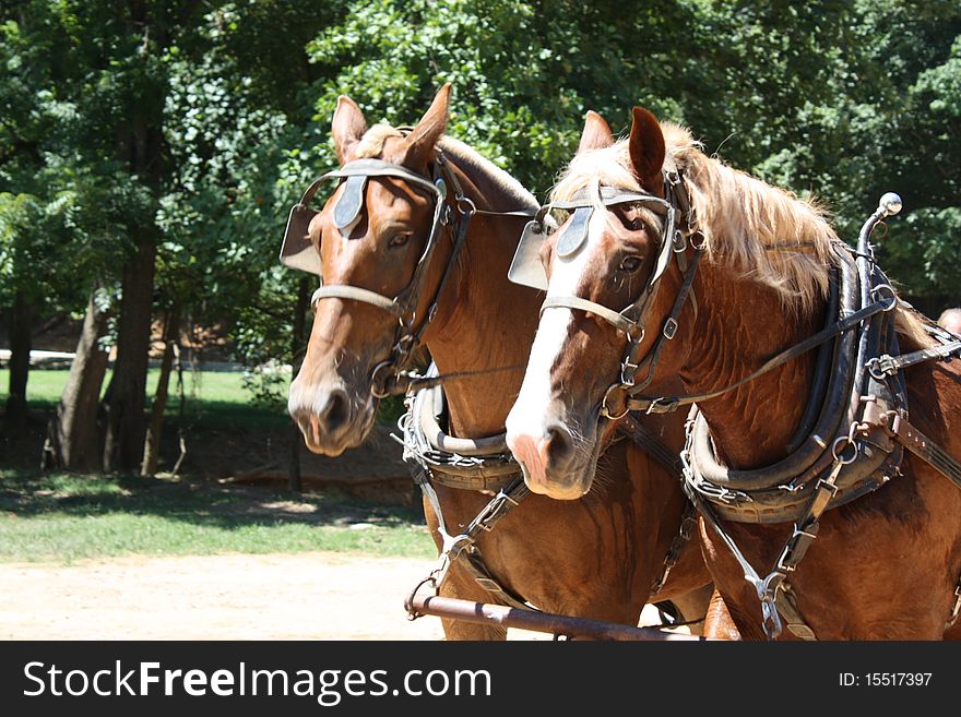 Two harnessed horses approching us!