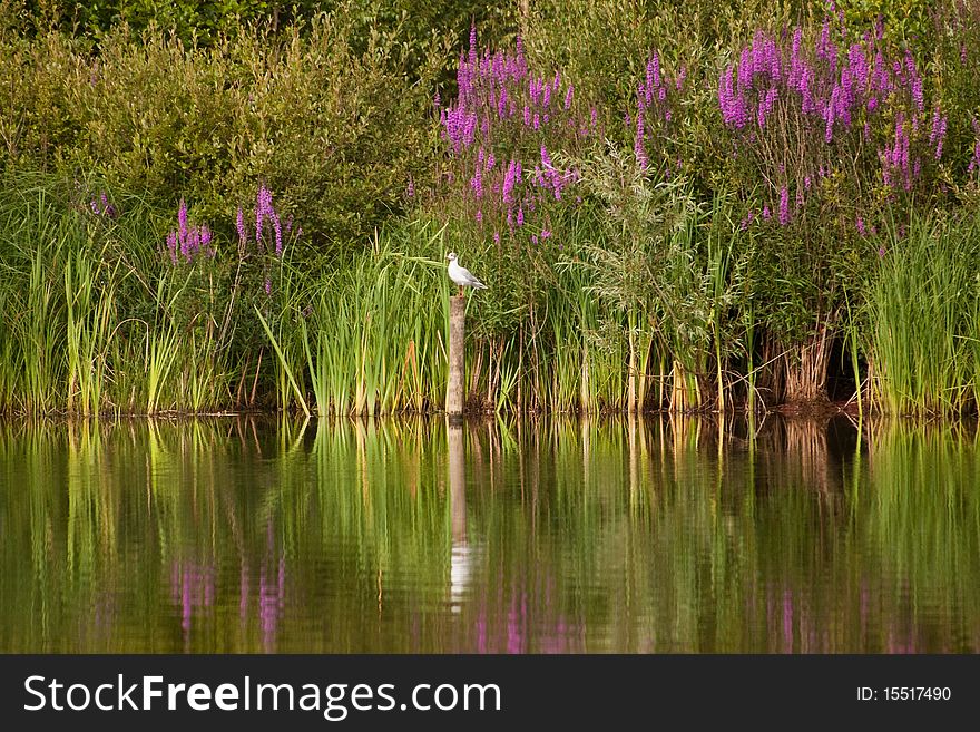 Reflections in the lake of the green and purple flowers and a white bird resting on a timber pole. Reflections in the lake of the green and purple flowers and a white bird resting on a timber pole.