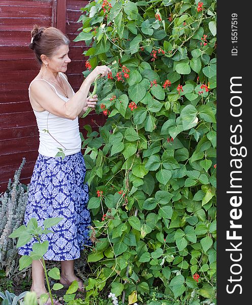 Woman picking runner beans from the garden. Woman picking runner beans from the garden