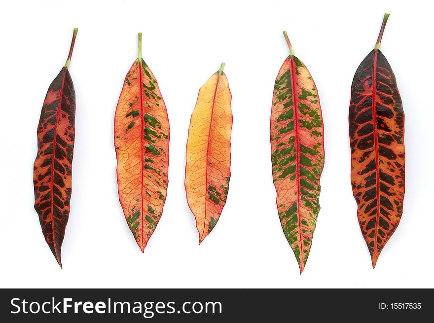 Colorful leaves on white background