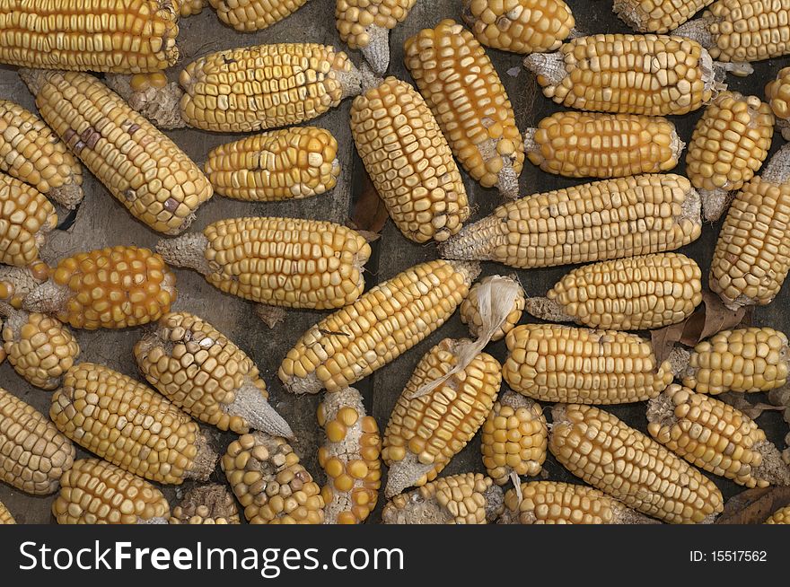 Some ears of corn harvested. Some ears of corn harvested.