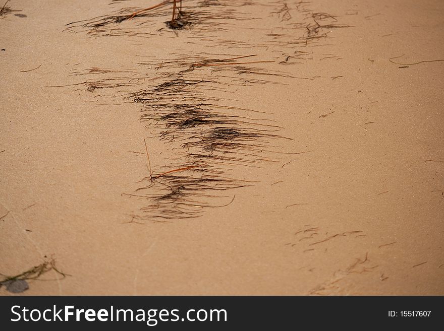 A row of kelp on the beach.