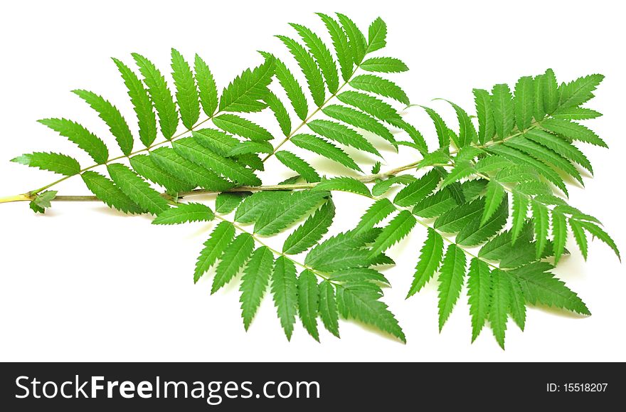 Green branches of mountain ash, isolated on white