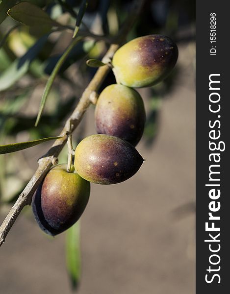 Closeup of ripened olives hanging in a branch. Closeup of ripened olives hanging in a branch