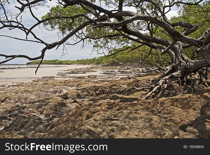 Pacific Ocean coast with craggy tree in Costa Rica