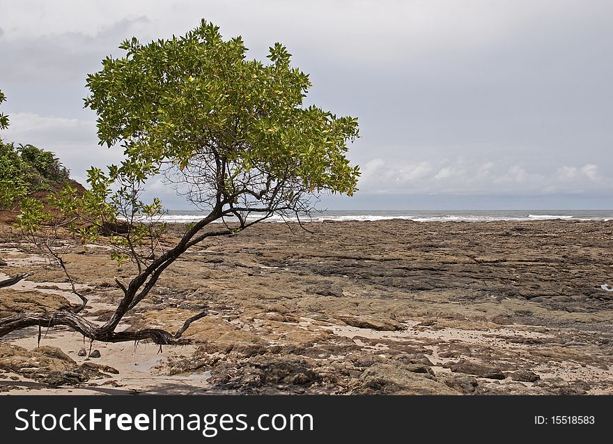 Pacific Ocean shore with rocks and tree in Costa Rica