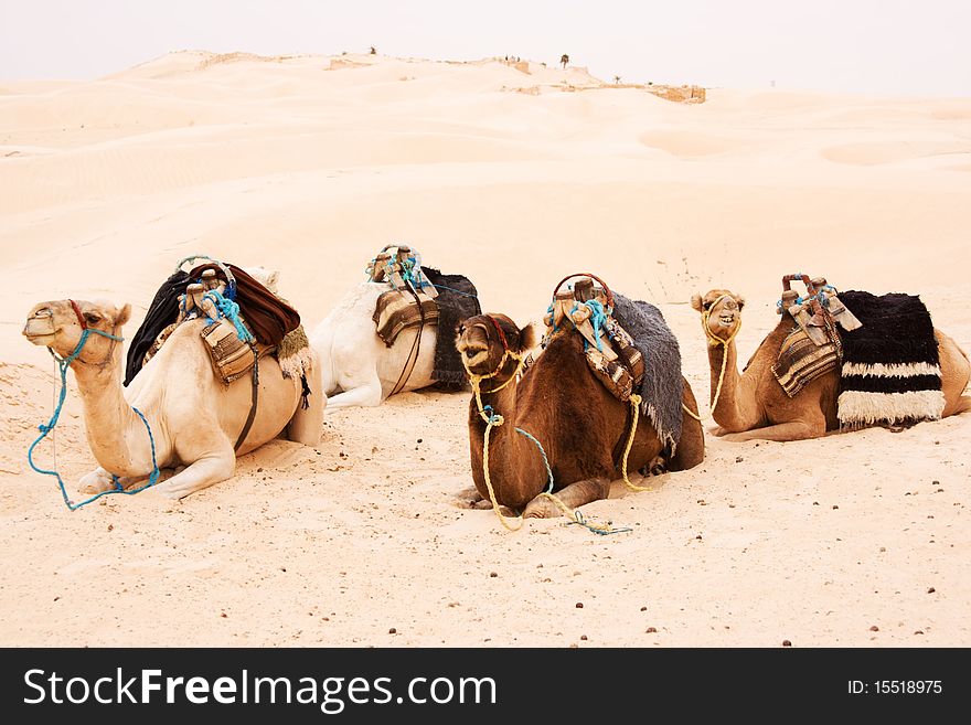 Group of camels in the desert