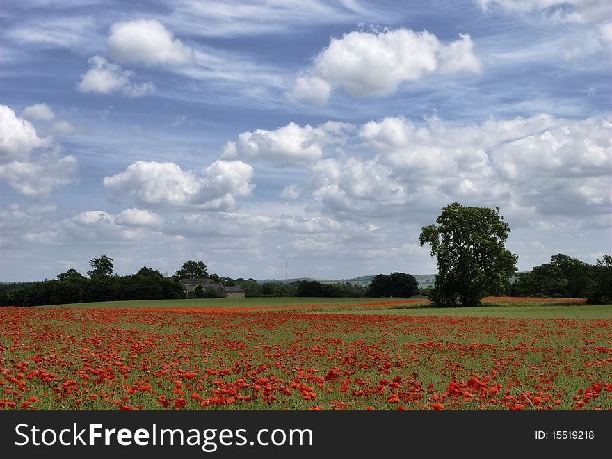 Poppy Field