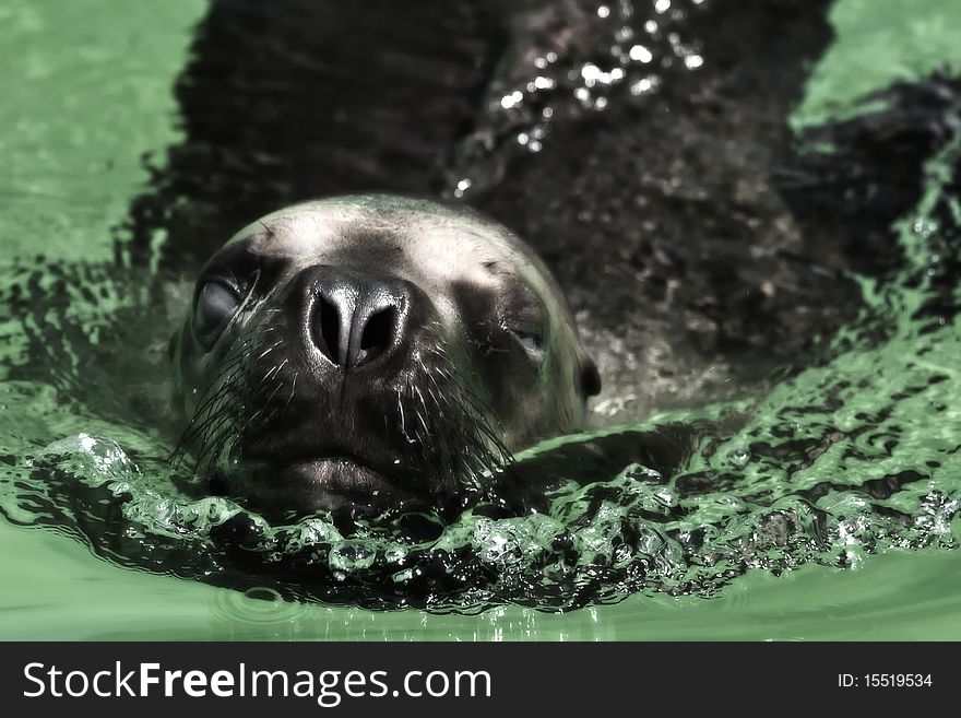 Young seal is swimming in green water