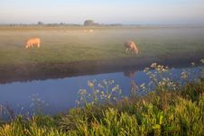 Sunrise With Morning Dew And Cows Royalty Free Stock Images
