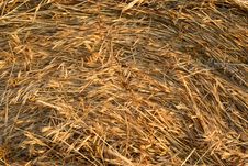 Freshly Rolled Hay Bale Royalty Free Stock Image Freshly Rolled Hay Bale Royalty Free Stock Image
