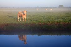 Sunrise With Morning Dew And Cows Royalty Free Stock Image