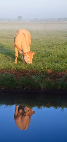 Sunrise With Morning Dew And Cow Stock Photos