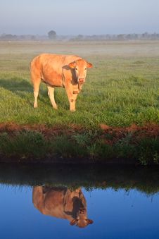 Sunrise With Morning Dew And Cow Royalty Free Stock Photo