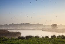 Moring Landscape With Lots Of Birds Royalty Free Stock Photo