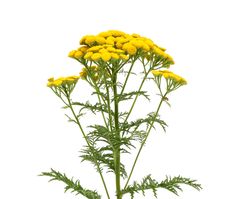 Tansy Stock Photo Tansy Stock Photo