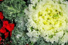 Yellow Ornamental Cabbage Royalty Free Stock Photo Yellow Ornamental Cabbage Royalty Free Stock Photo