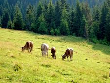 Cows Grazing On A Pasture In Carpathians, Ukraine Stock Images