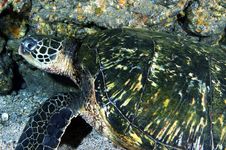 Green Sea Turtle Royalty Free Stock Images Green Sea Turtle Royalty Free Stock Images