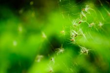 Dandelion Parachutes In Spider Web Stock Photo
