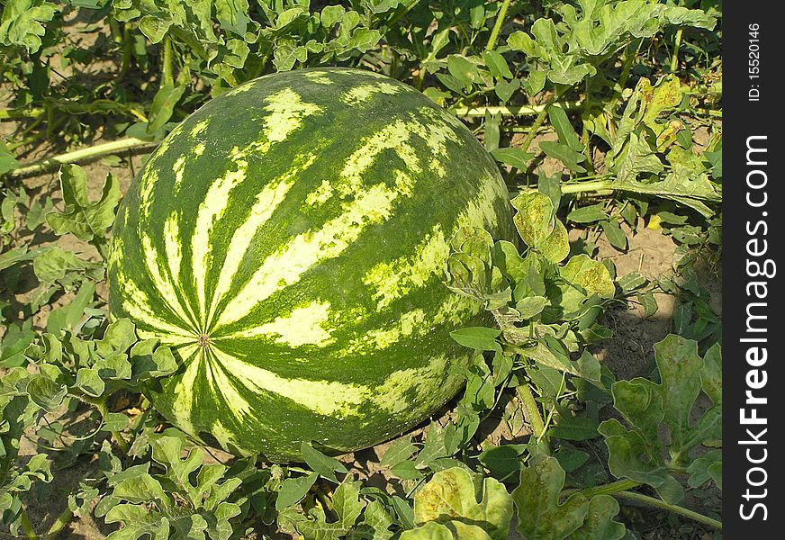 This is a mature watermelon. It is located on the plantation. This is a mature watermelon. It is located on the plantation.