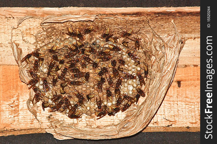 Hornets live in a colony and build a large nest. Hornets live in a colony and build a large nest.