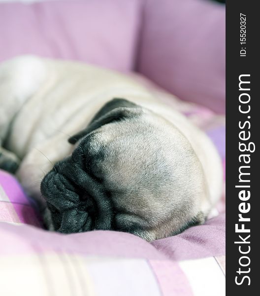 Close-up of a 3 month old sleeping pug puppy. Close-up of a 3 month old sleeping pug puppy