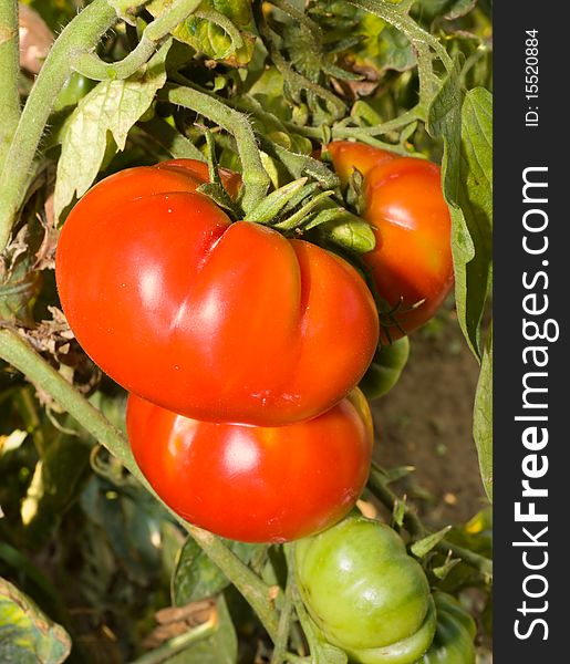 Cultivation of tomatoes - vegetable garden in italy