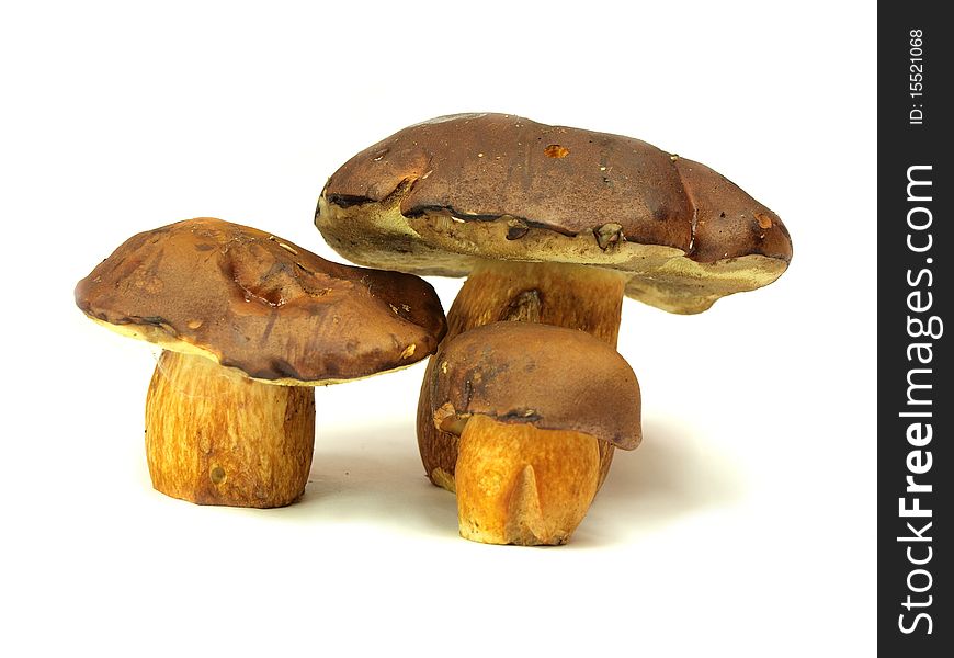 Studio photo of ceps on white background