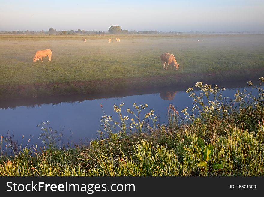 Sunrise With Morning Dew And Cows